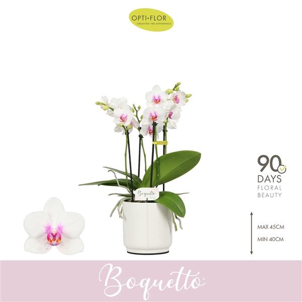<h4>Phalaenopsis Multifloratypes overig wit</h4>