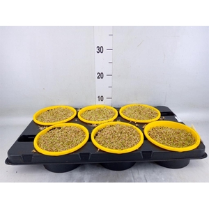 Hordeum sp.   ...kattegras zaai