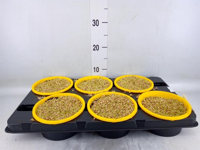 <h4>Hordeum sp.   ...kattegras zaai</h4>