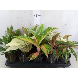 Aglaonema   ...
