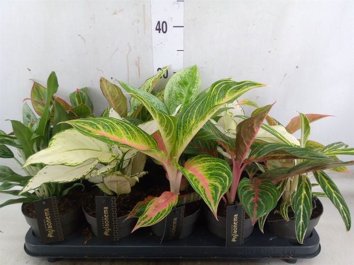 <h4>Aglaonema   ...</h4>