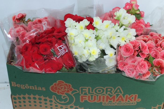 <h4>BEGONIA P15</h4>