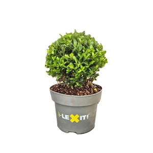 Ilex crenata Dark Green