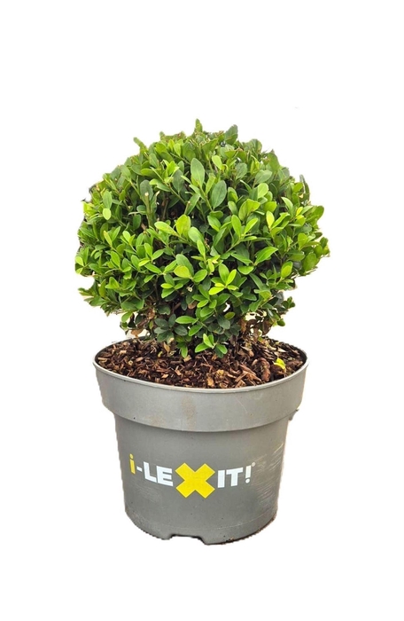 <h4>Ilex crenata Dark Green</h4>