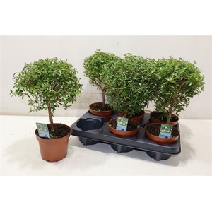 Myrtus Com