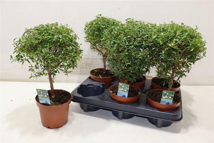 <h4>Myrtus Com</h4>