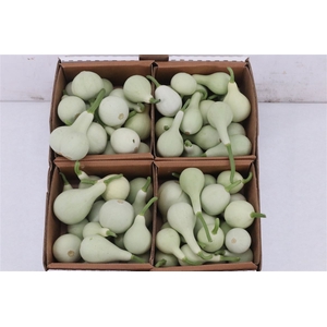 Sier Cucumis Kalabas Mini White X4