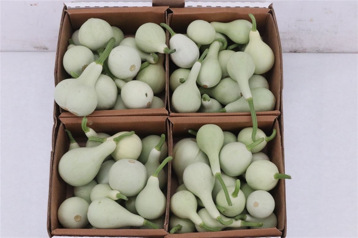 Sier Cucumis Kalabas Mini White X4