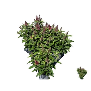 BUDD BFC LITTLE RUBY