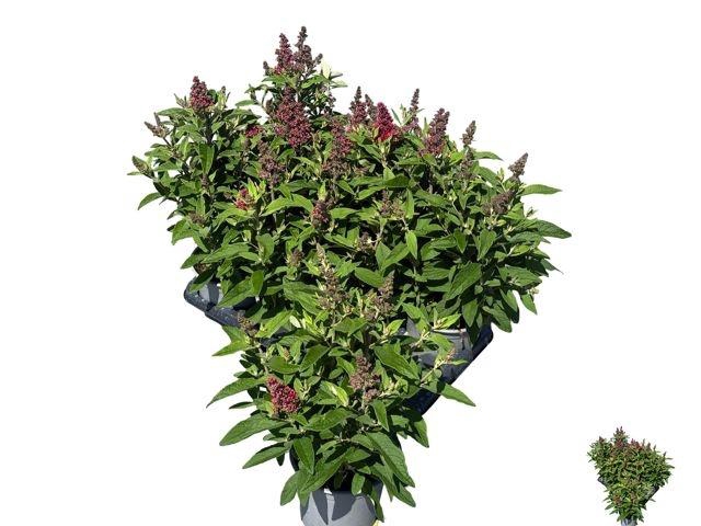 <h4>BUDD BFC LITTLE RUBY</h4>