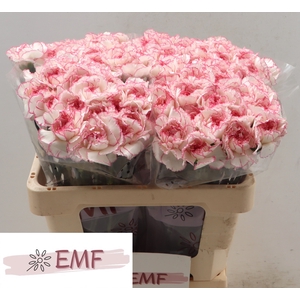 DI ST PASTEL DAMASCUS