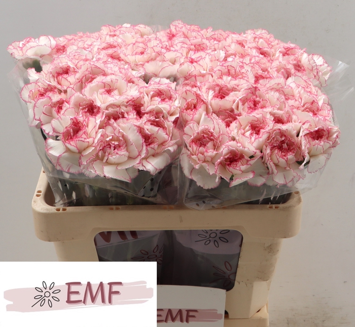 <h4>DI ST PASTEL DAMASCUS</h4>