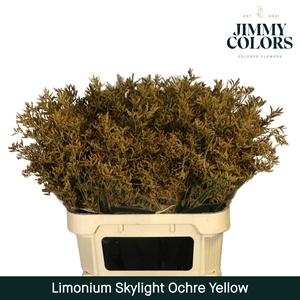 Limonium Skylight L80 Klbh. Ochre Yellow