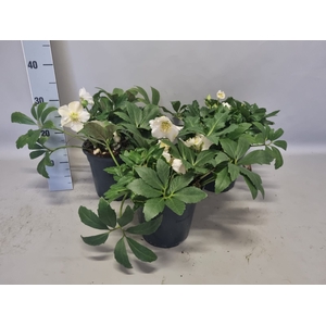 Helleborus Mont Blanc