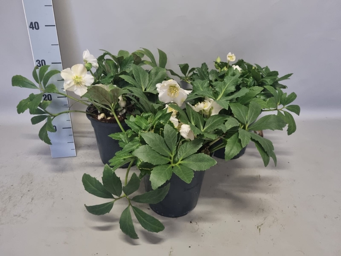 Helleborus Mont Blanc
