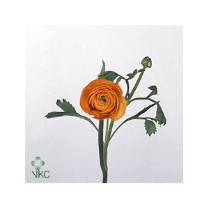 Ran. Elegance Salmon Extra