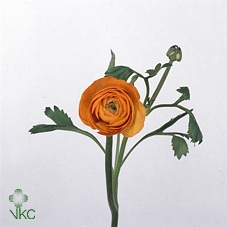 <h4>Ran. Elegance Salmon Extra</h4>