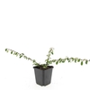 Cotoneaster radicans Eichholz