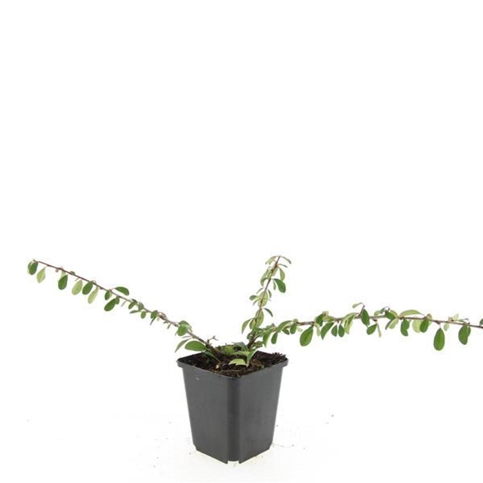 Cotoneaster radicans Eichholz