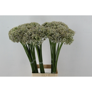 ALLIUM NIGRUM