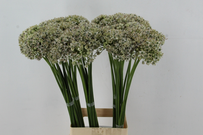 <h4>ALLIUM NIGRUM</h4>