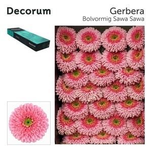 Gerbera Pomponi Sawa Sawa Doos