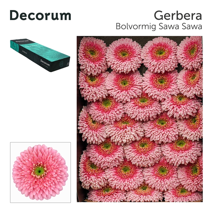 <h4>Gerbera Pomponi Sawa Sawa Doos</h4>