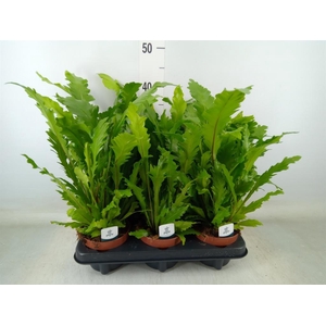 Asplenium nidus 'Campio'