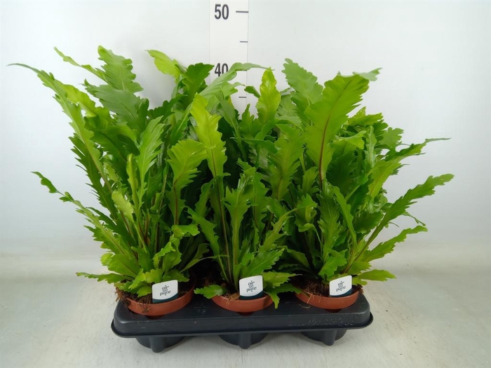 <h4>Asplenium nidus 'Campio'</h4>