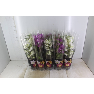 DENDROBIUM P12 PREMIUM