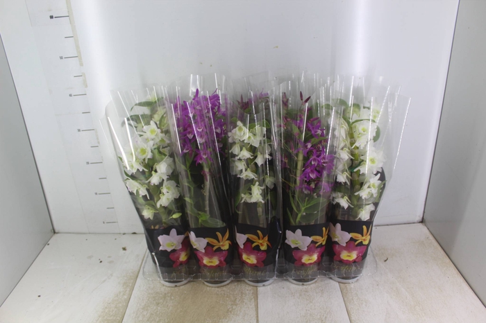 <h4>DENDROBIUM P12 PREMIUM</h4>