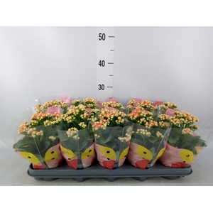 Kalanchoe  'MoreFlow Geneva'