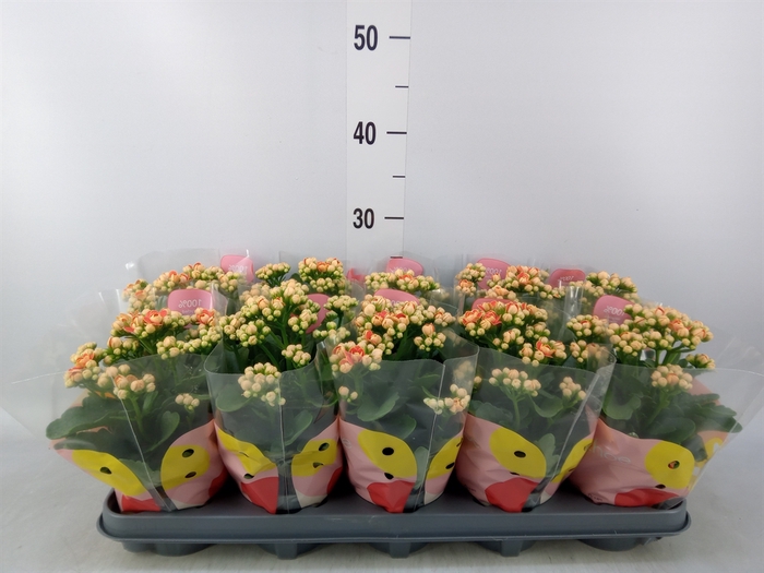 <h4>Kalanchoe  'MoreFlow Geneva'</h4>