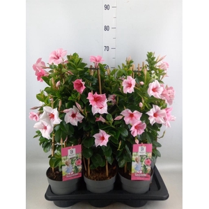 Mandevilla am. 'Sundav Flaming Pk'