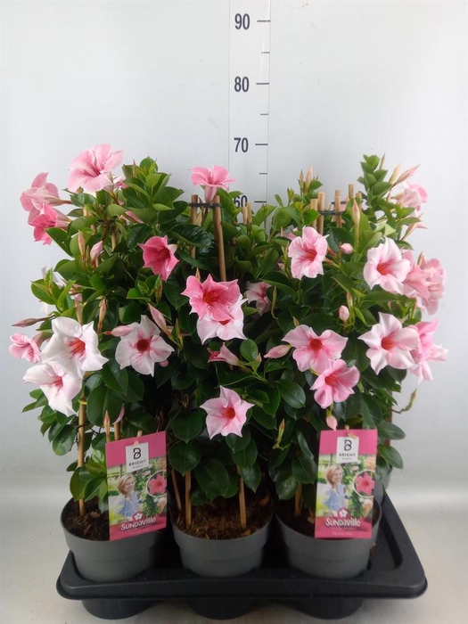 <h4>Mandevilla am. 'Sundav Flaming Pk'</h4>