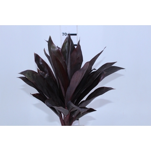 FOLHAGEM DRACENA RUBRA