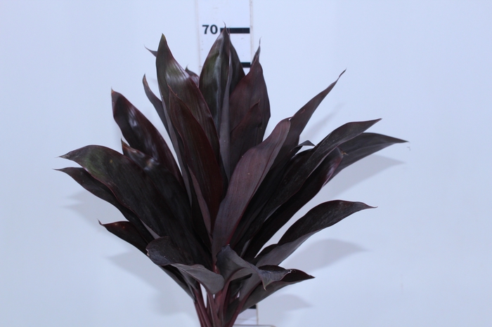 FOLHAGEM DRACENA RUBRA