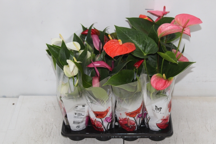 <h4>ANTHURIUM VARIADO P06</h4>