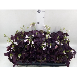 Oxalis trian. 'Mijke'