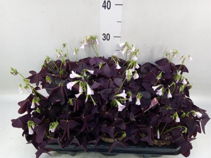 <h4>Oxalis trian. 'Mijke'</h4>