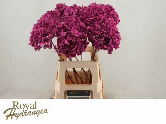 <h4>HYDR OV KLB H%</h4>