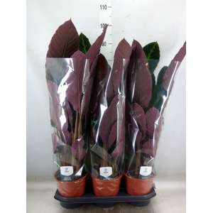 Calathea warscewiczii