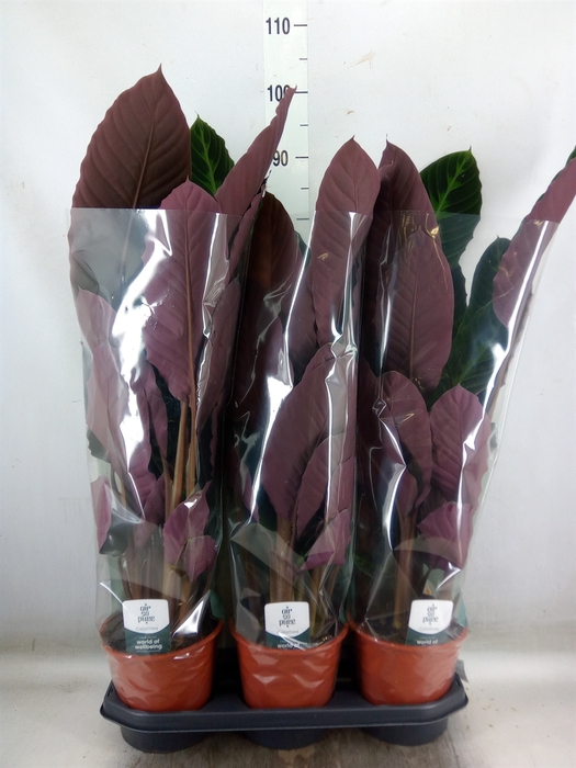 <h4>Calathea warscewiczii</h4>
