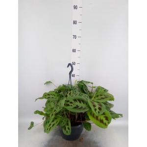 Maranta leuc. 'Fantasy'