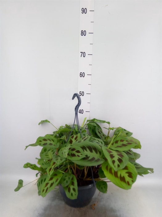 <h4>Maranta leuc. 'Fantasy'</h4>