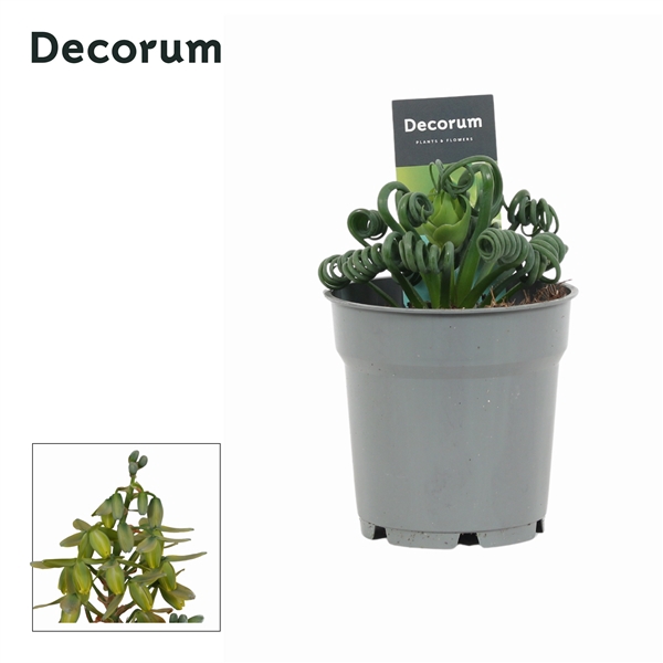 <h4>Albuca Spiralis Frizzle Sizzle (Decorum)</h4>