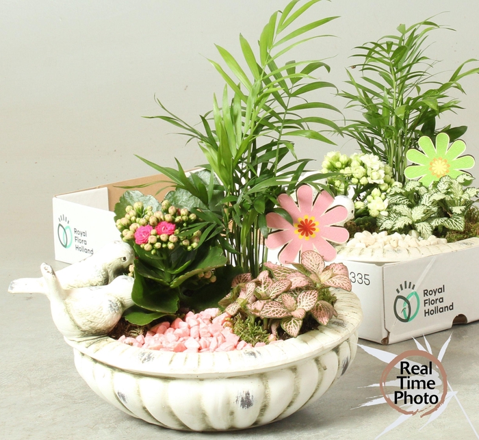 <h4>ARR KAMERPL</h4>