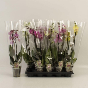 PHAL GEM