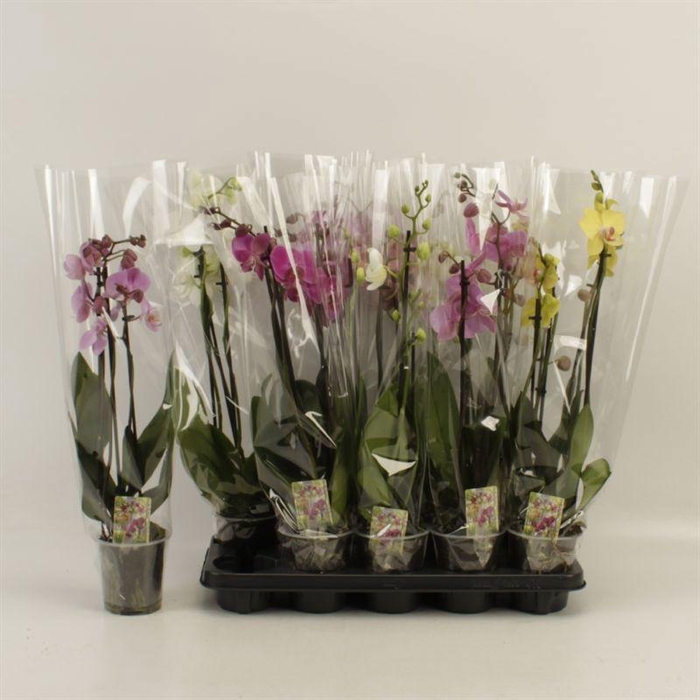 PHAL GEM