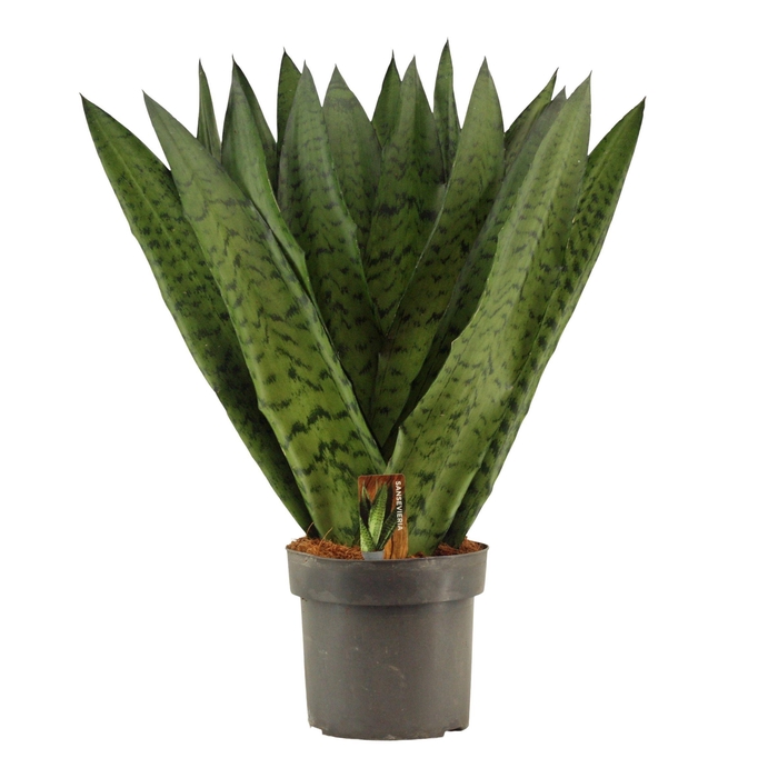 <h4>Sansevieria Zeylanica Fan 17 cm</h4>